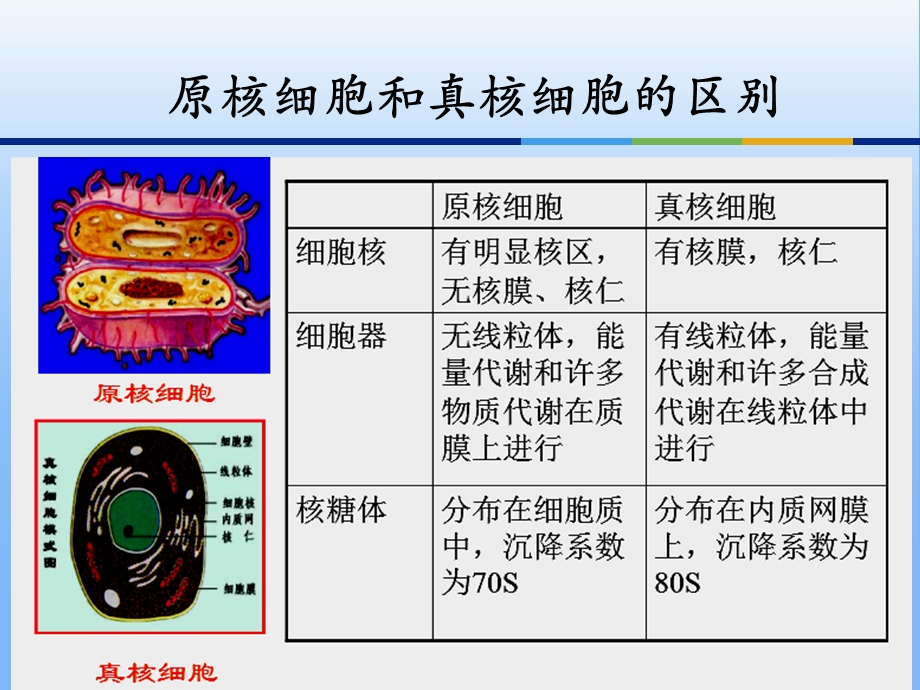 微生物的形态和分类.ppt_第3页