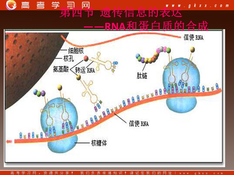 高一生物：第三章《第四节 遗传信息的表达-RNA和蛋白质的合成》课件26（浙教版必修2）.ppt_第1页