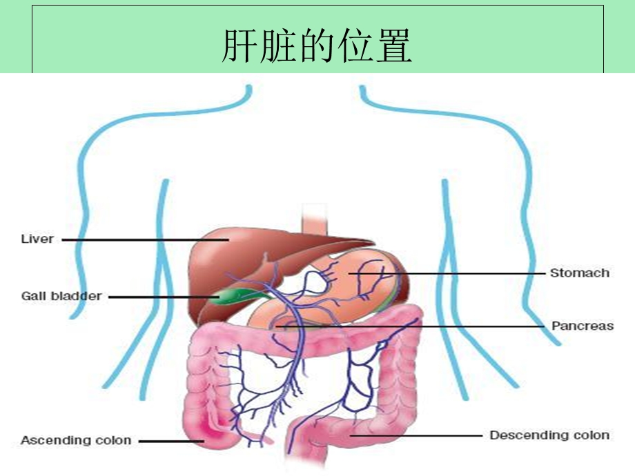 干扰素与肝病.ppt_第2页