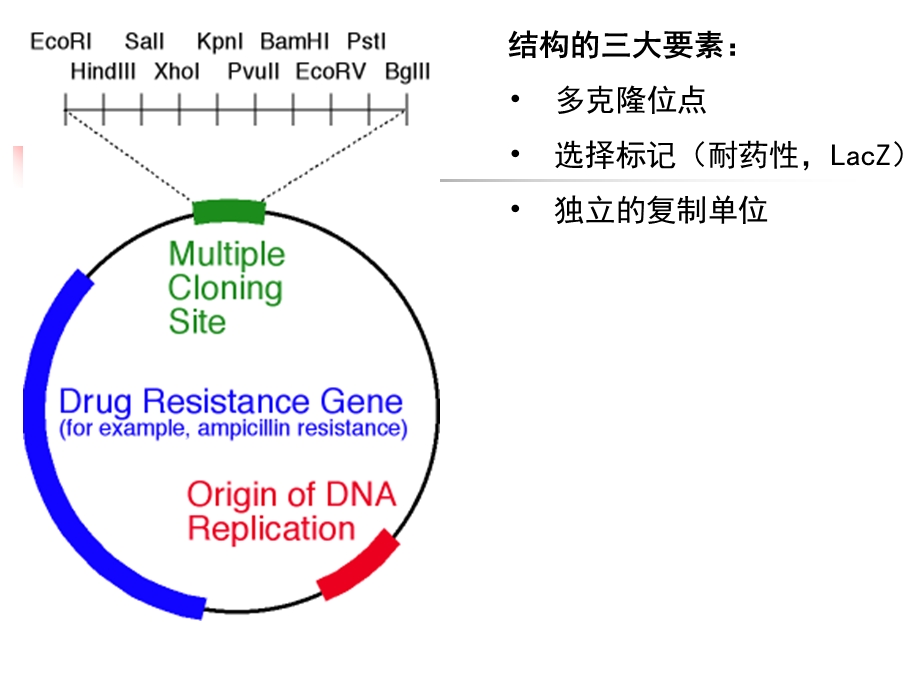 实验16-酶切与连接.ppt_第3页