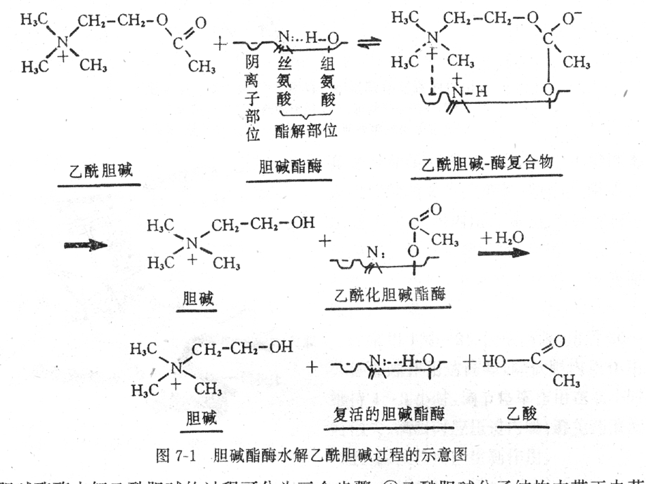 抗胆碱脂酶药和胆碱酯酶复活药.ppt_第3页