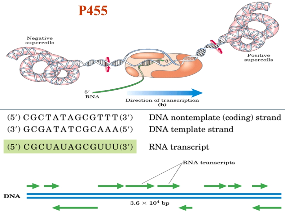 西北大学生物化学PPT RNA的生物合成-L.ppt_第3页