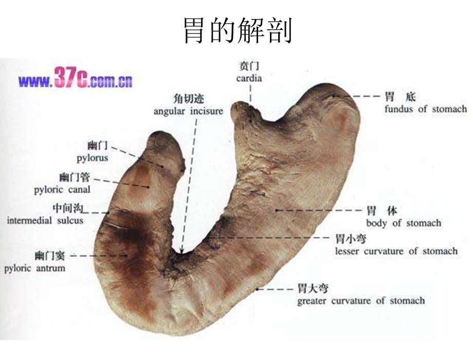 胃癌的护理查房19639.ppt_第3页