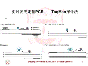 实时荧光定量PCR-TaqMan探针法及设计原则.ppt