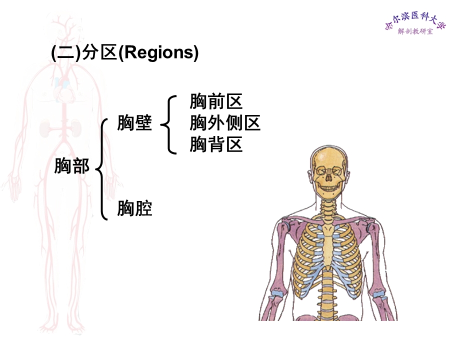 局部解剖学胸部医学.ppt_第2页