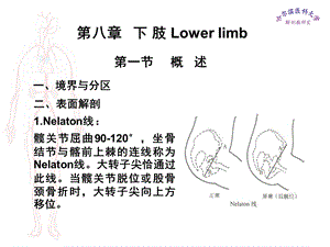 局部解剖学课件下肢.ppt