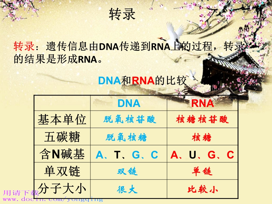 高一生物：第三章《第四节 遗传信息的表达-RNA和蛋白质的合成》课件17（浙教版必修2）.ppt_第3页