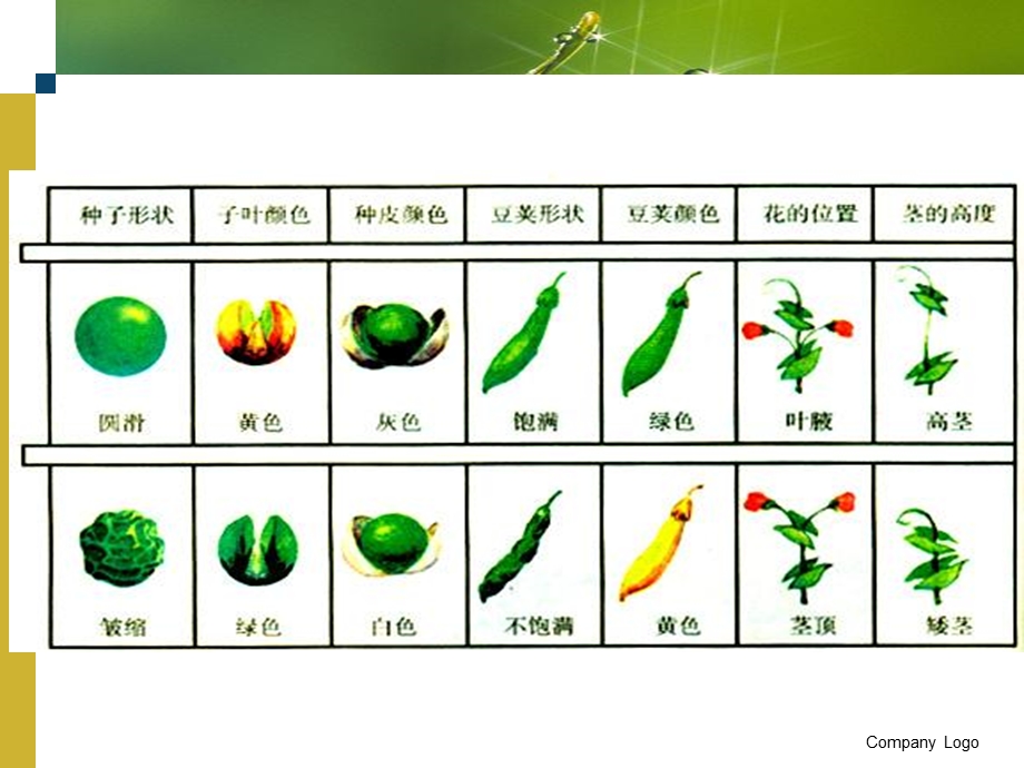 孟德尔选择了豌豆作为遗传实验材料.ppt_第3页