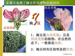 孟德尔选择了豌豆作为遗传实验材料.ppt