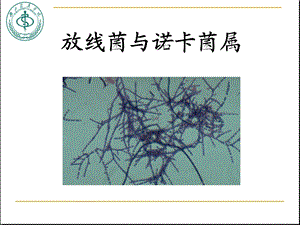 放线菌属与诺卡菌属.ppt