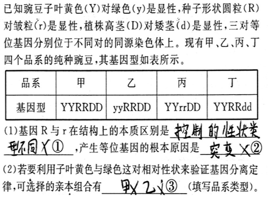 孟德尔的为豌豆杂交实验.ppt_第3页