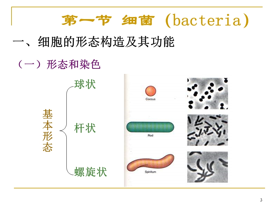 微生物形态、结构及功能-细菌.ppt_第3页