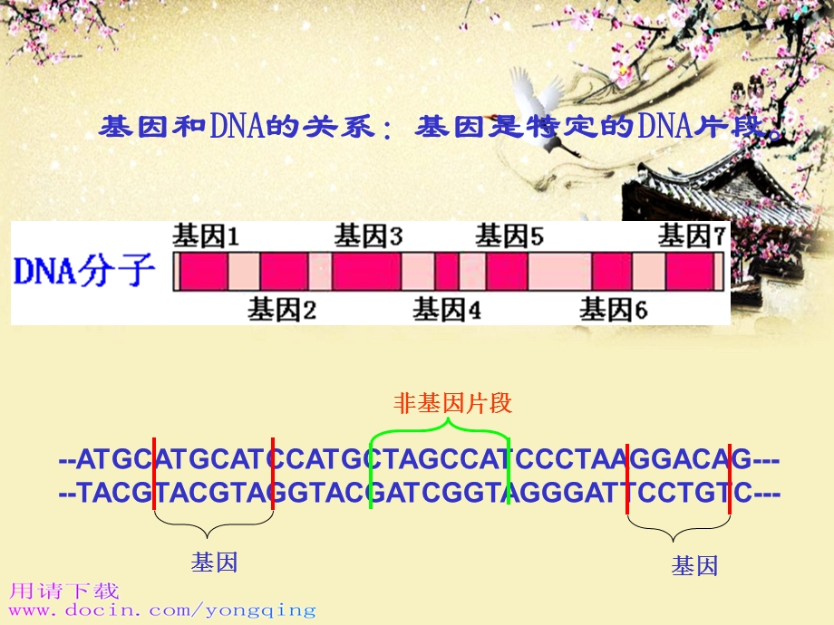 高一生物：第三章《第四节 遗传信息的表达-RNA和蛋白质的合成》课件2（浙教版必修2）.ppt_第2页