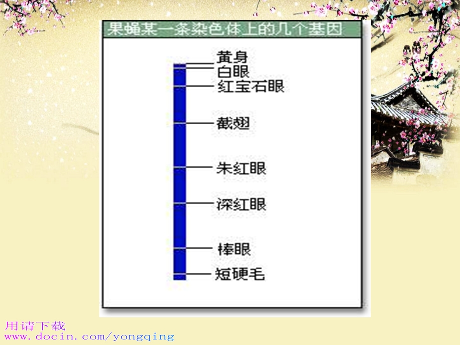 高一生物：第三章《第四节 遗传信息的表达-RNA和蛋白质的合成》课件2（浙教版必修2）.ppt_第3页