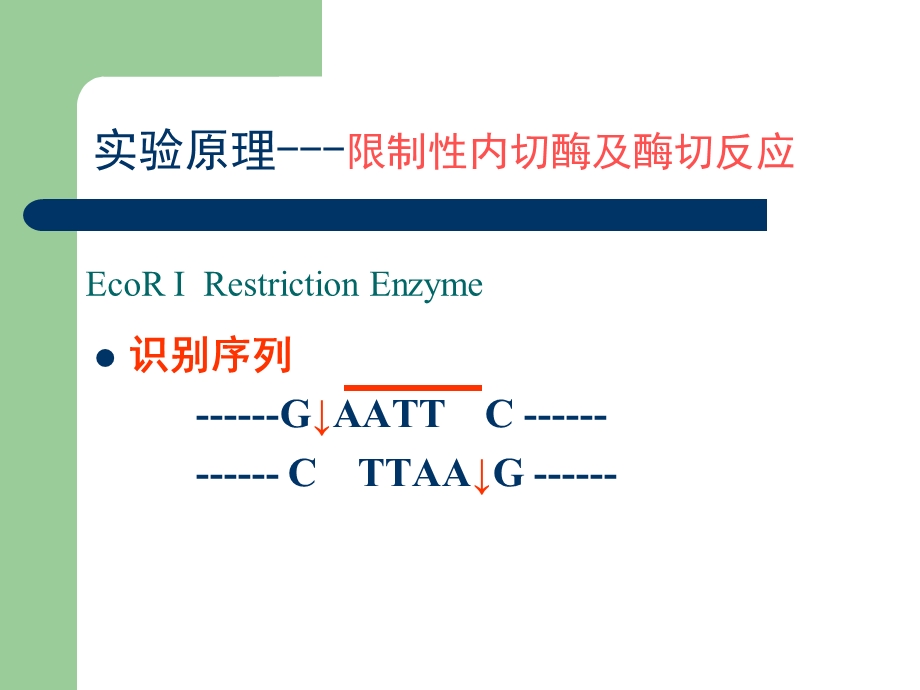 实验四DNA限制性酶切和琼脂糖凝胶电泳.ppt_第2页