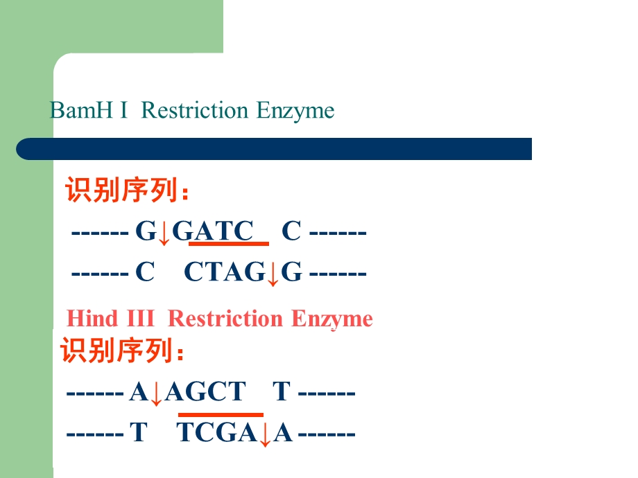 实验四DNA限制性酶切和琼脂糖凝胶电泳.ppt_第3页