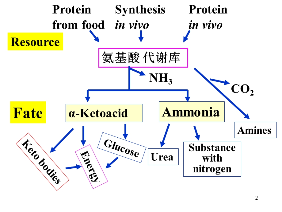 川大学考研生化课件第11章蛋和氨基酸.ppt_第2页