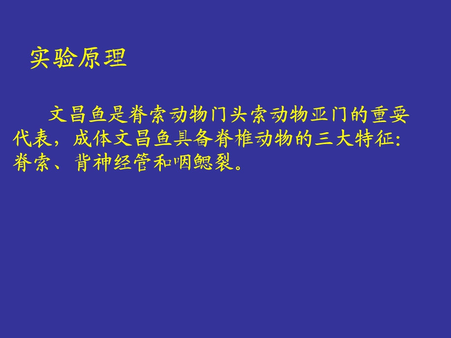 实验-文昌鱼早期胚胎发育及组织结构观察.ppt_第3页