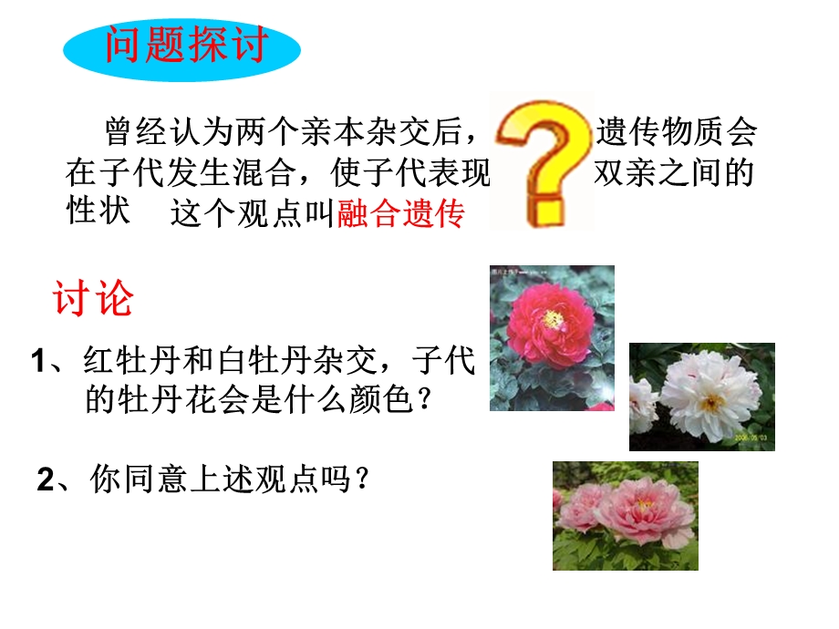 孟德尔豌豆杂交实验一讲.ppt_第3页