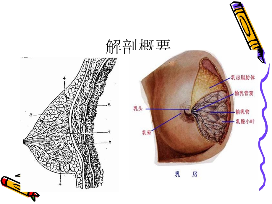 急性乳腺炎病人的护理ppt课件.ppt_第3页