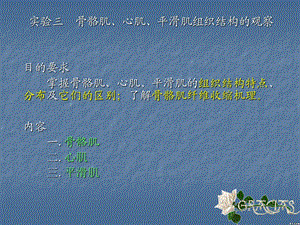 实验三骨骼肌、心肌、平滑肌构造的观察.ppt