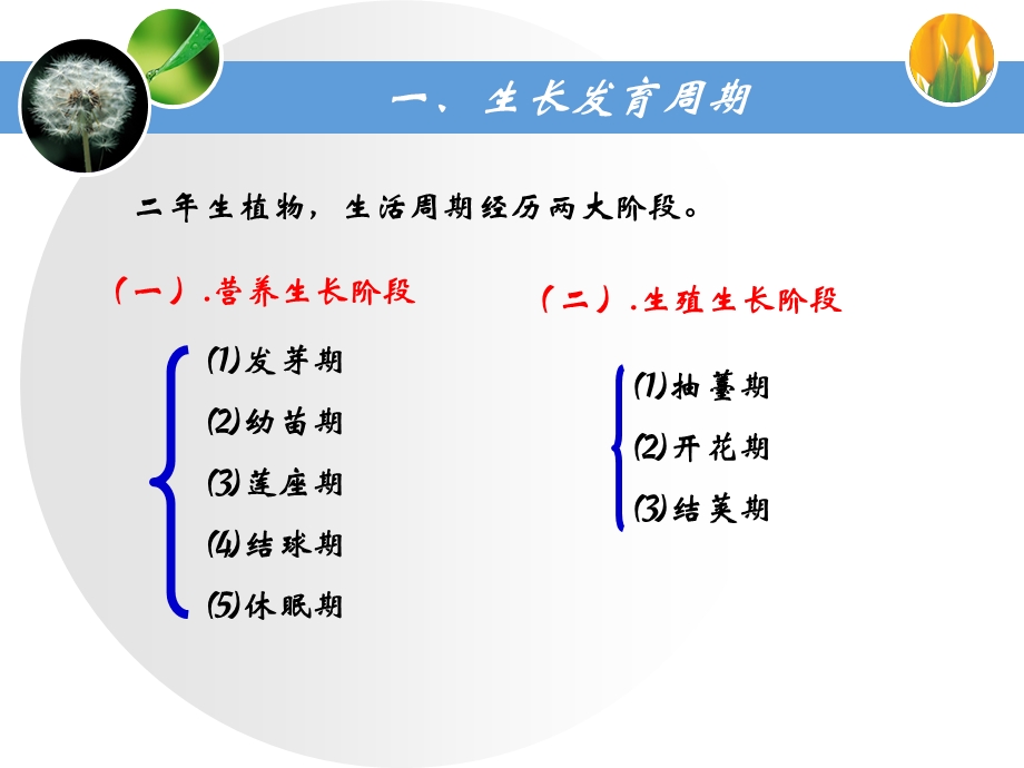 大白菜生育期考察项目及施肥技术.ppt_第3页