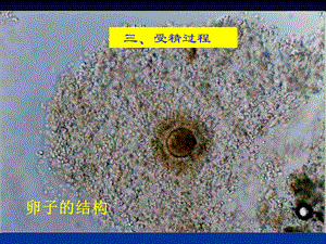 家畜繁殖学课件-第5章受精、妊娠与分娩.ppt