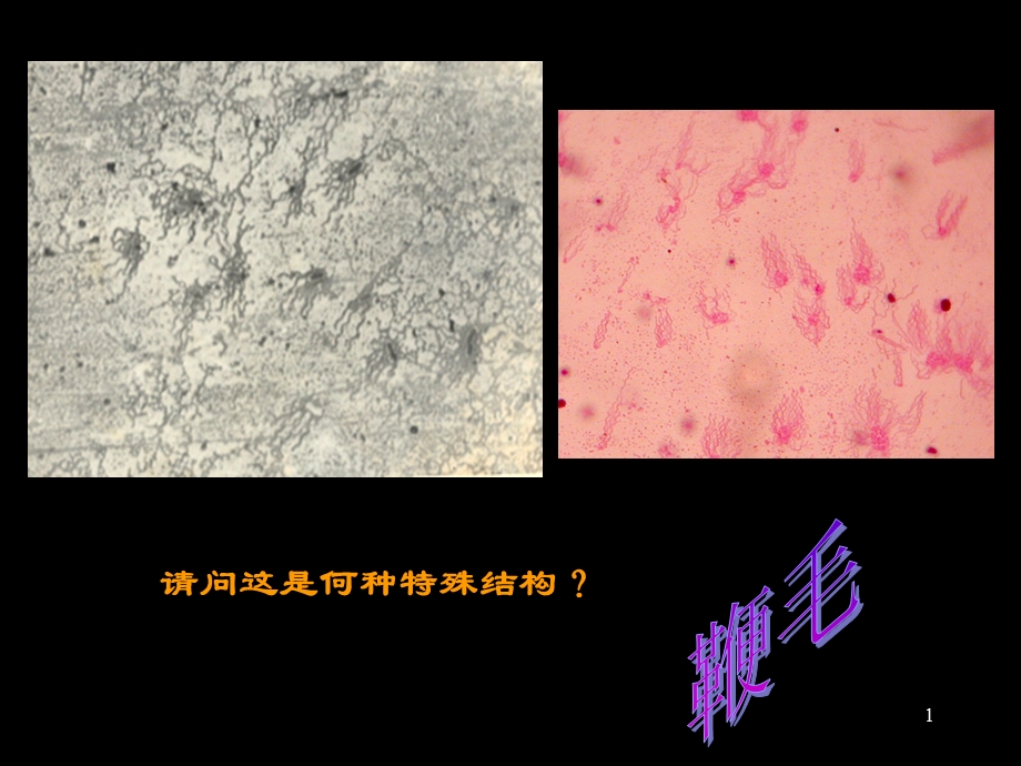 微生物学实验考试复习及参考答案.ppt_第1页