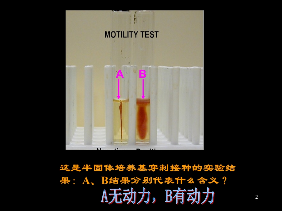 微生物学实验考试复习及参考答案.ppt_第2页