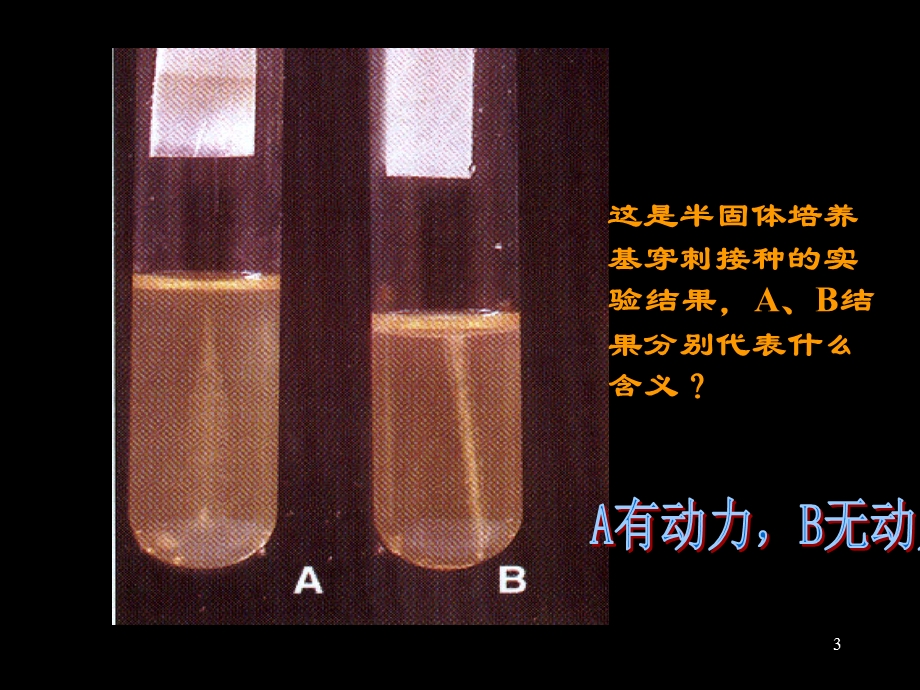 微生物学实验考试复习及参考答案.ppt_第3页