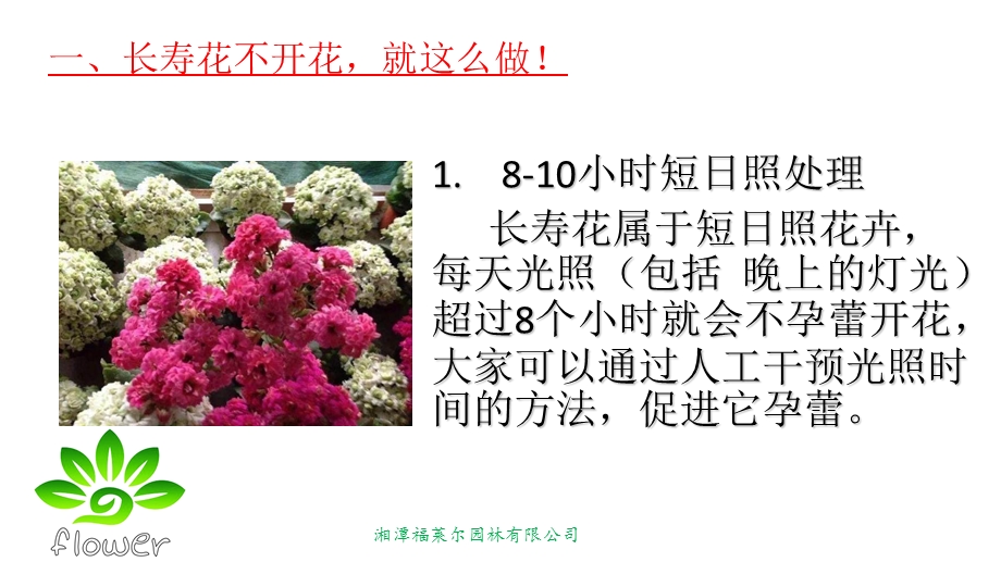 家庭常见花卉的促花技术.ppt_第3页