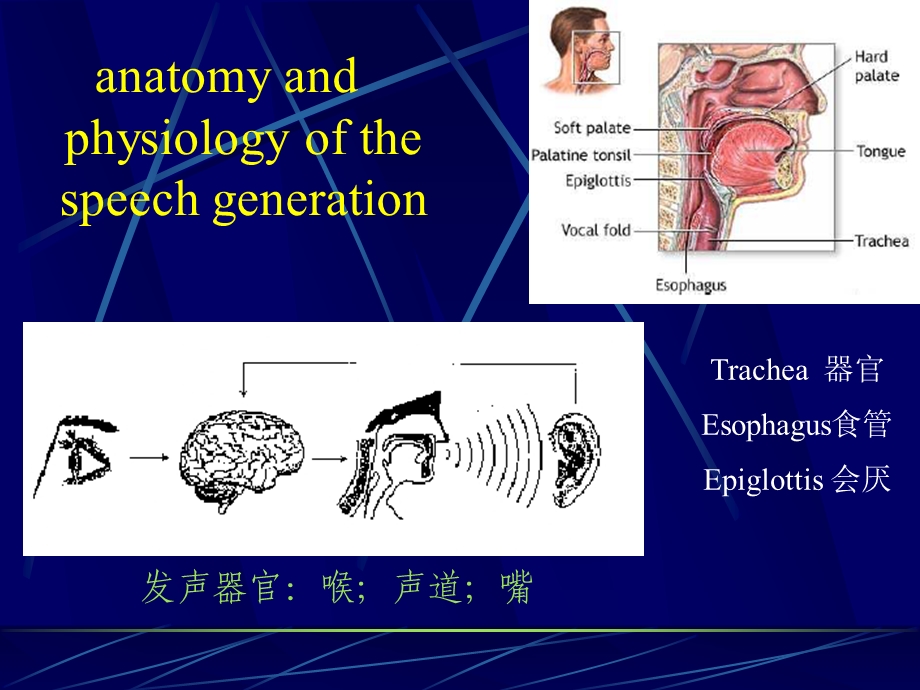 语音信号处理课件语音产生机理.ppt_第3页