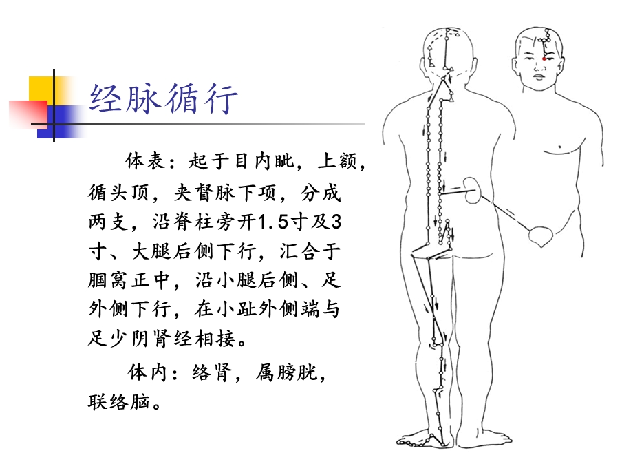 足太阳膀胱经9.ppt_第2页