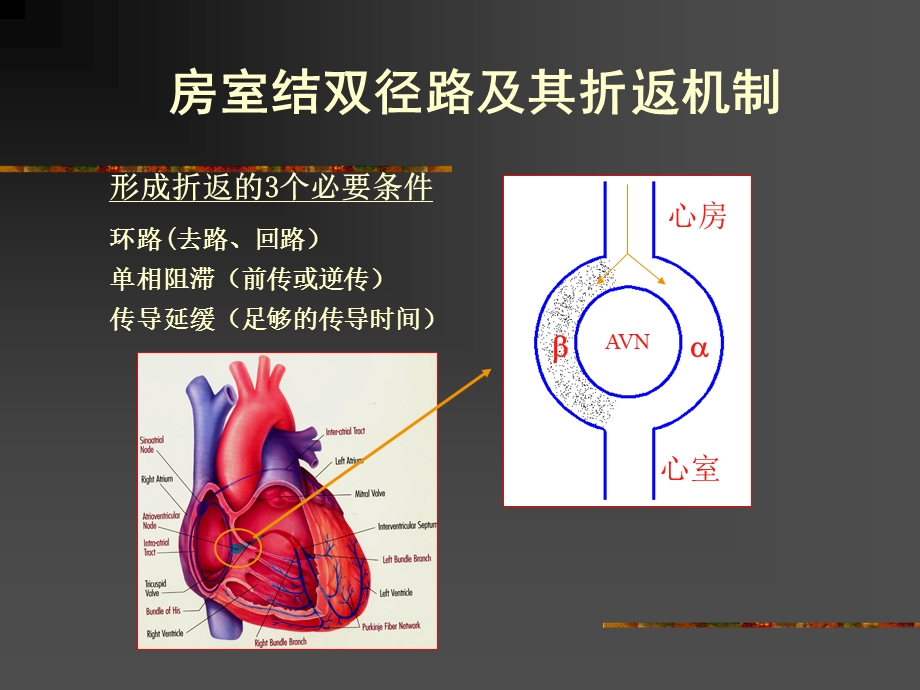 房室结折返性心动复件.ppt_第2页