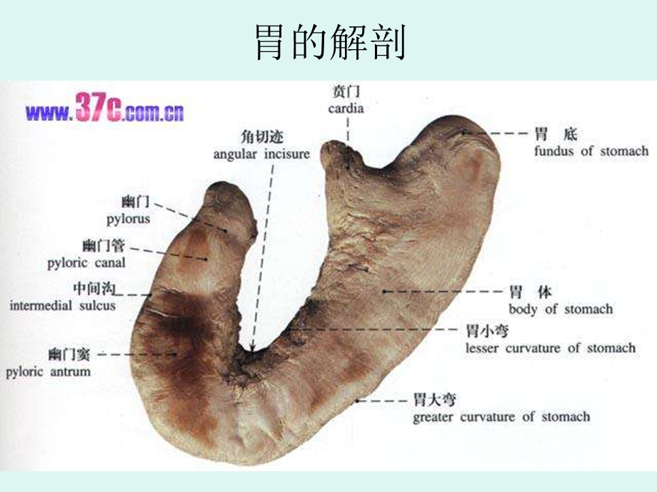 胃癌的护理查房9.ppt_第3页