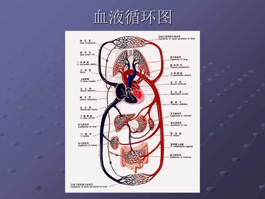 急性肾小球肾炎PPT.ppt_第3页