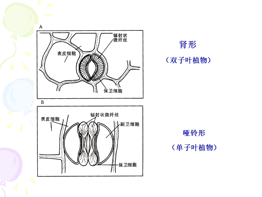 实验二气孔状态观察.ppt_第3页