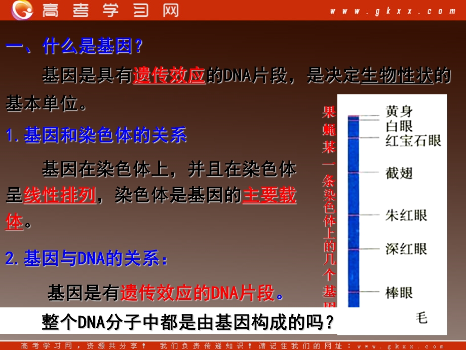 高一生物：第三章《第四节 遗传信息的表达-RNA和蛋白质的合成》课件3（浙教版必修2）.ppt_第2页