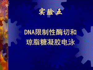 实验五DNA限制性酶切和琼脂糖凝胶电.ppt