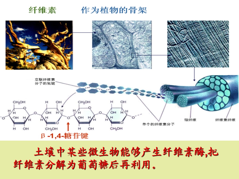 微生物的利用.ppt_第3页