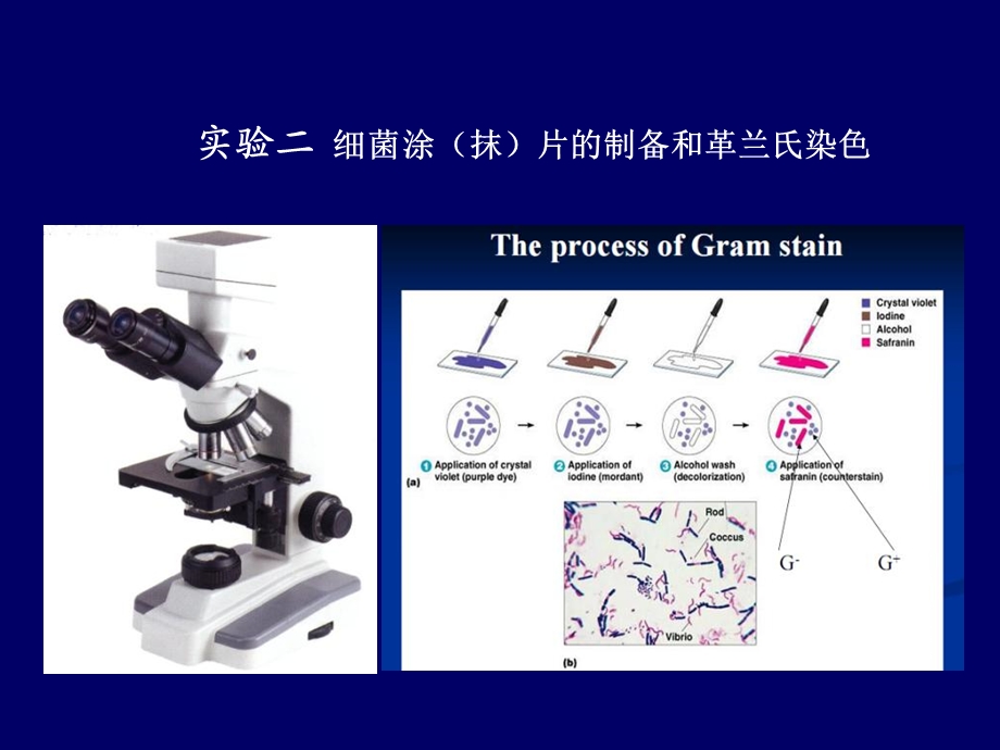 实验二：细菌涂片的制备和染色镜检.ppt_第1页