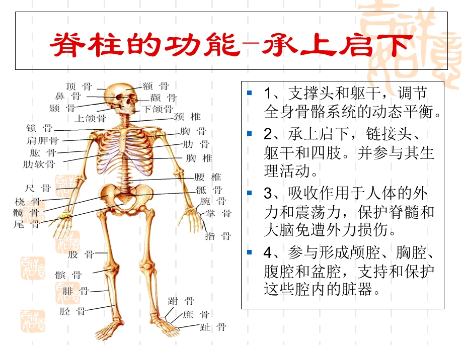 太阳神提示您给脊柱一点爱护方案.ppt_第2页