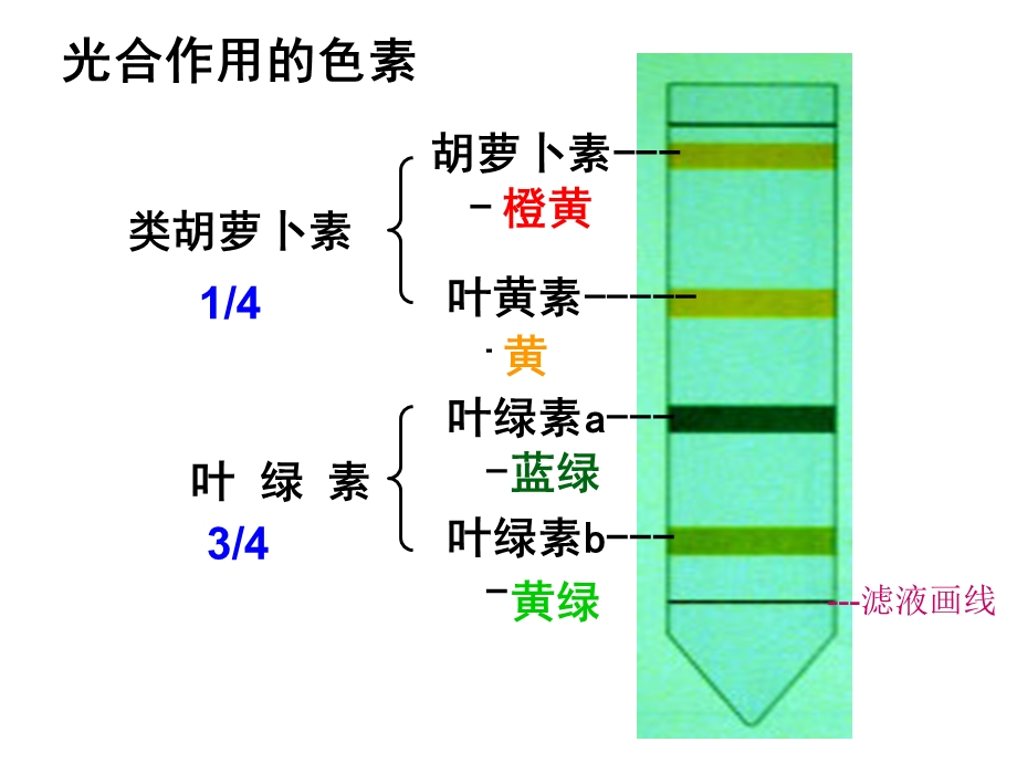 实验：光合色素的提取与分离.ppt_第1页