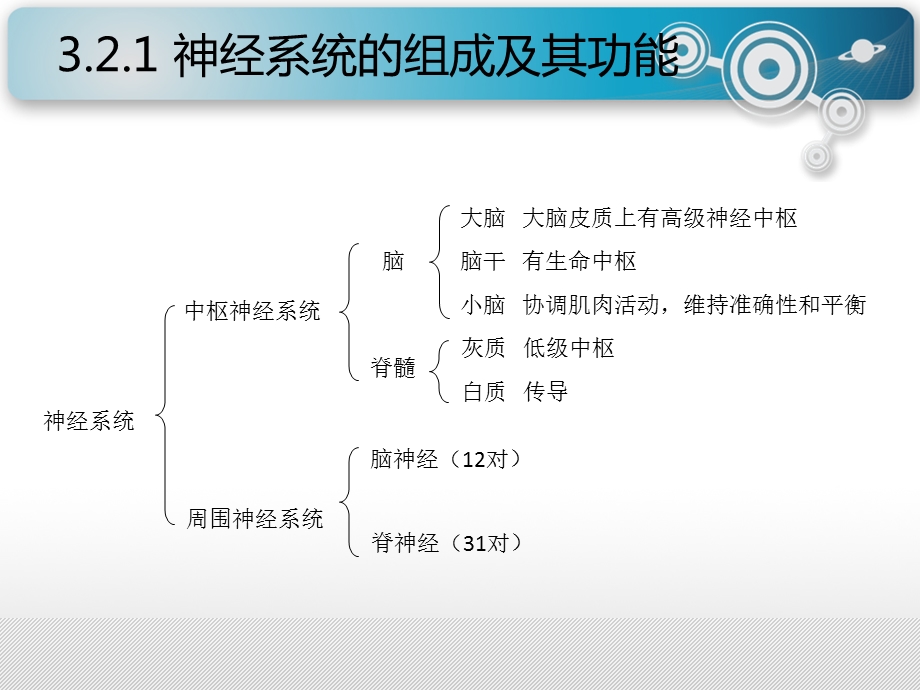 安全人机工程学人的生理特征.ppt_第2页