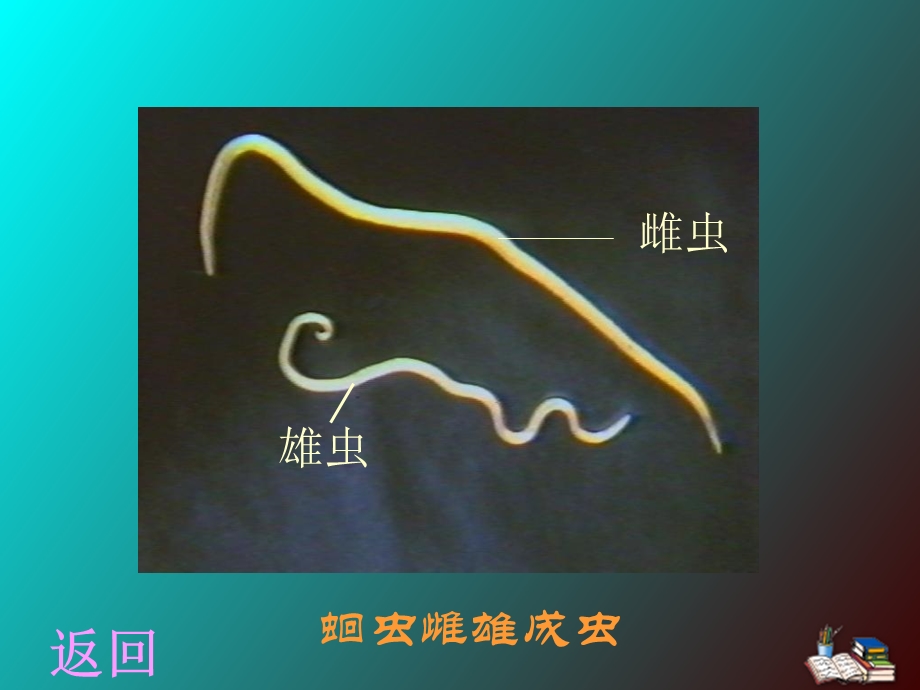 寄生虫标本复习寄生虫学.ppt_第3页