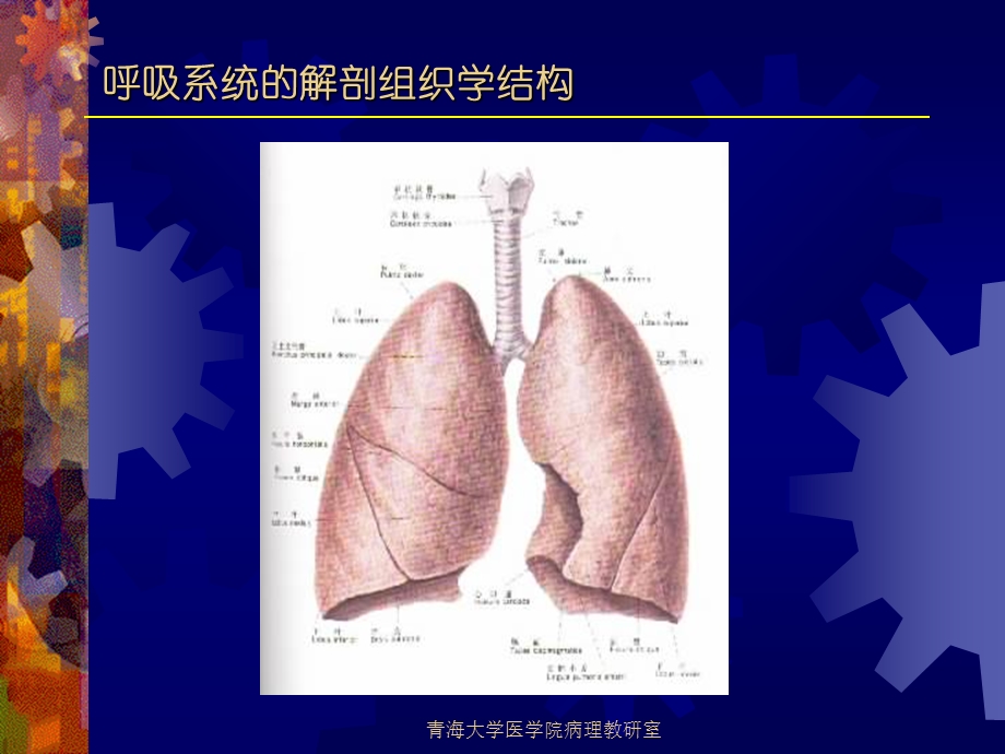 实验七呼吸系统疾病.ppt_第2页