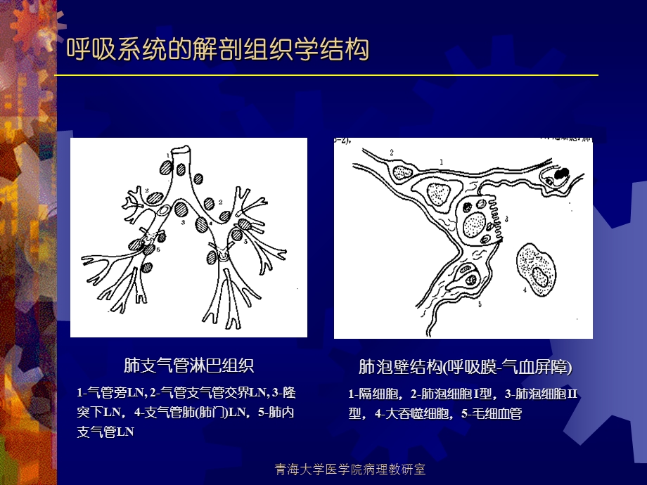 实验七呼吸系统疾病.ppt_第3页