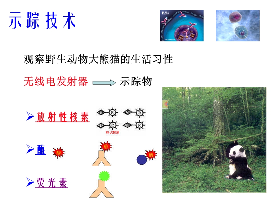 核医学第4章放射性核素标记化合物.ppt_第2页