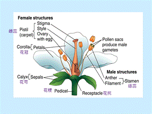 植物学-雌雄配子体的形成.ppt