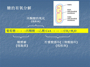 生物化学简明教程第四版第九章糖代谢二.ppt